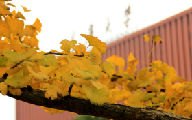 2026湖北公费师范生报考政策!附国家+地方公费师范生分配去向表