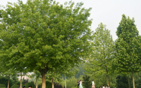 2026青海公费师范生报考政策！附国家公费师范生分配去向表